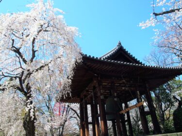 A Perfect Day for Sakura View in Zojo-ji Temple