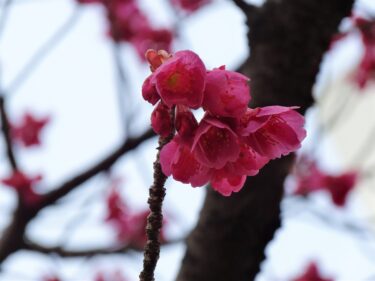 寒緋桜（カンヒザクラ） – 東京の寒空の下に咲く桜