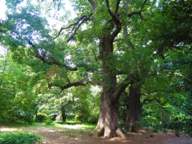 【Park & Garden Map】Koishikawa Botanical Garden – 小石川植物園